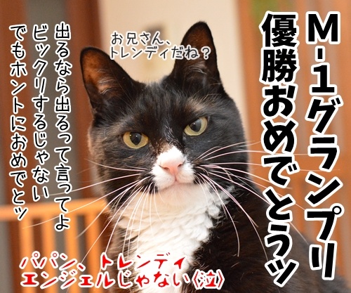 やっぱりそうよね？　猫の写真で４コマ漫画　４コマ目ッ