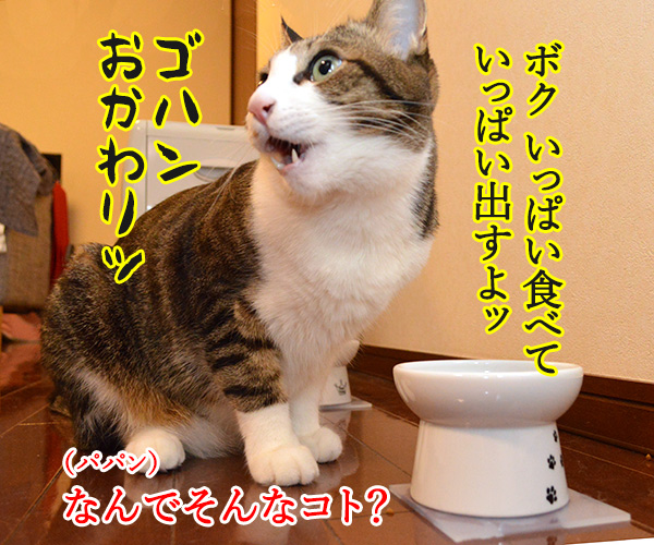 あずきさんの事情　猫の写真で４コマ漫画　３コマ目ッ