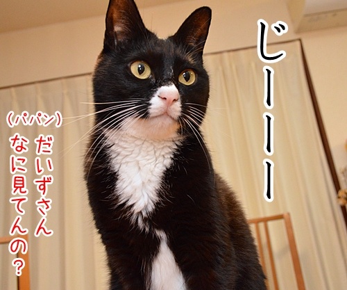 なに？　なにかいるの？　猫の写真で４コマ漫画　２コマ目ッ