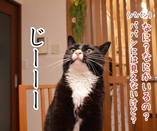 なに？　なにかいるの？　猫の写真で４コマ漫画　３コマ目ッ