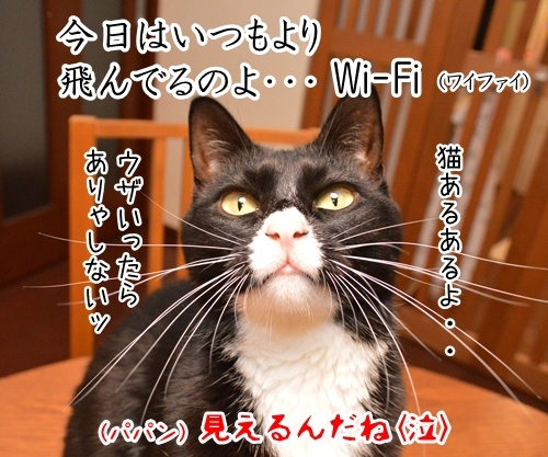 なに？　なにかいるの？　猫の写真で４コマ漫画　４コマ目ッ