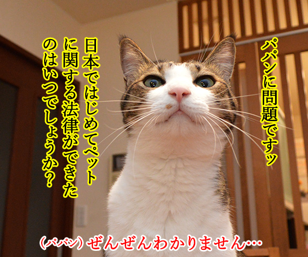 ペットオーナー検定って知ってる？　猫の写真で４コマ漫画　１コマ目ッ