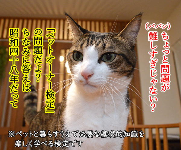 ペットオーナー検定って知ってる？　猫の写真で４コマ漫画　２コマ目ッ