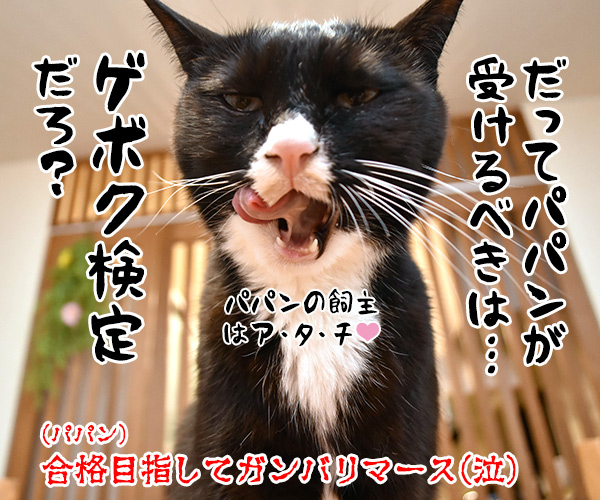 ペットオーナー検定って知ってる？　猫の写真で４コマ漫画　４コマ目ッ