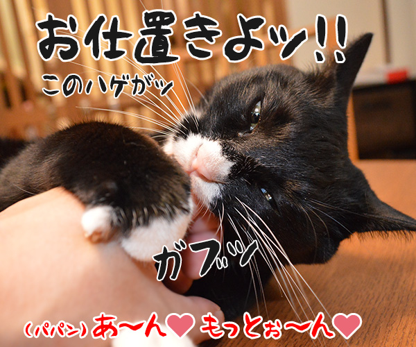 下僕検定を受けてみた　猫の写真で４コマ漫画　３コマ目ッ