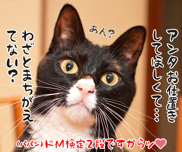 下僕検定を受けてみた　猫の写真で４コマ漫画　４コマ目ッ