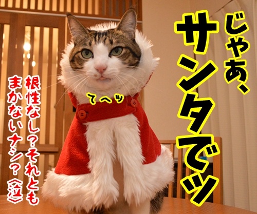 クリスマスにはサンタさんに会いたいの　猫の写真で４コマ漫画　４コマ目ッ