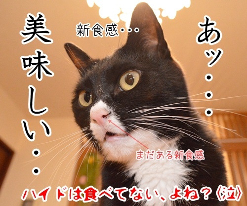 ラルクのハイドも鼻ほじだもの　猫の写真で４コマ漫画　４コマ目ッ