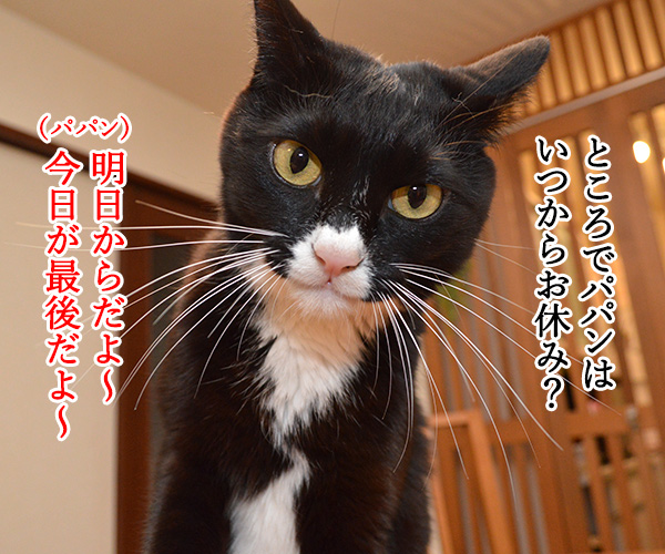 帰省ラッシュ始まるッ　猫の写真で４コマ漫画　２コマ目ッ