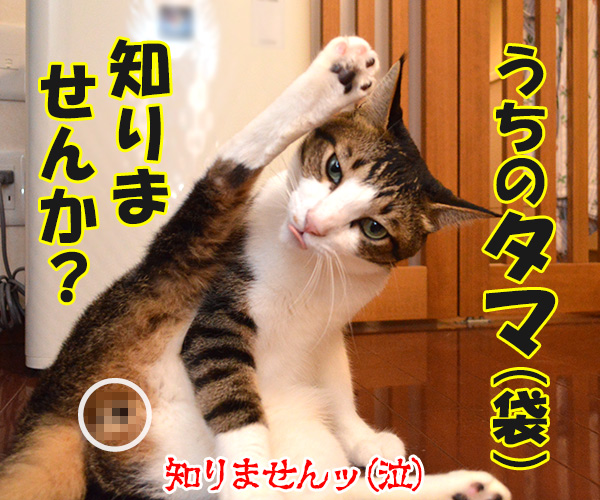 ポチ袋ってなんでポチなの？　猫の写真で４コマ漫画　４コマ目ッ