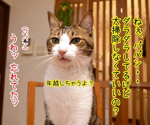 今年の汚れ、今年のうちに　猫の写真で４コマ漫画　１コマ目ッ