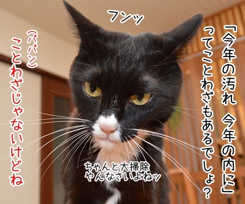 今年の汚れ、今年のうちに　猫の写真で４コマ漫画　２コマ目ッ