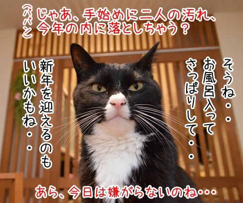 今年の汚れ、今年のうちに　猫の写真で４コマ漫画　３コマ目ッ