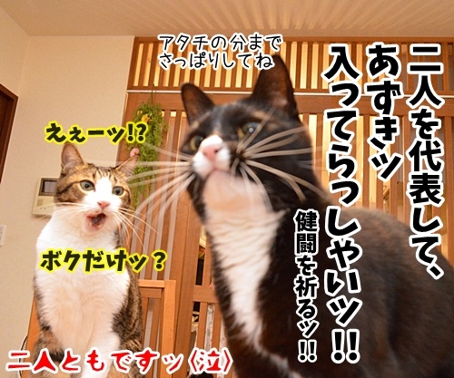 今年の汚れ、今年のうちに　猫の写真で４コマ漫画　４コマ目ッ