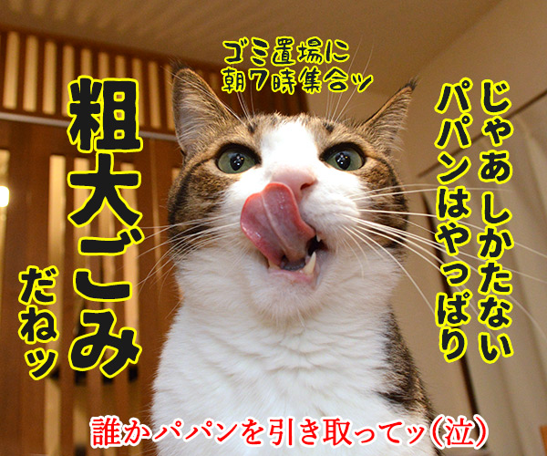 大掃除のついでにいろいろ捨てちゃうわよッ　猫の写真で４コマ漫画　４コマ目ッ