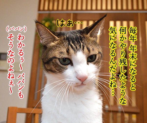 今年やり残したコト　猫の写真で４コマ漫画　２コマ目ッ