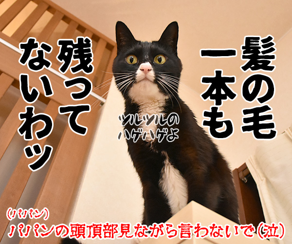 今年やり残したコト　猫の写真で４コマ漫画　４コマ目ッ