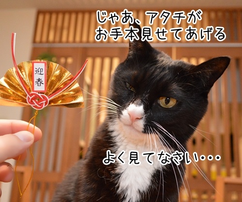 元旦だから新年のご挨拶　猫の写真で４コマ漫画　３コマ目ッ