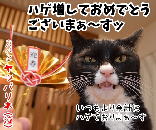 元旦だから新年のご挨拶　猫の写真で４コマ漫画　４コマ目ッ