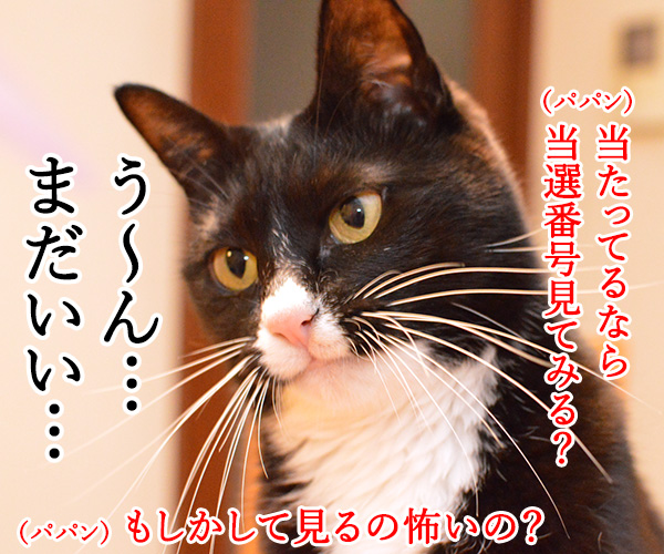 えっ？ウソ？当たってる……　猫の写真で４コマ漫画　４コマ目ッ