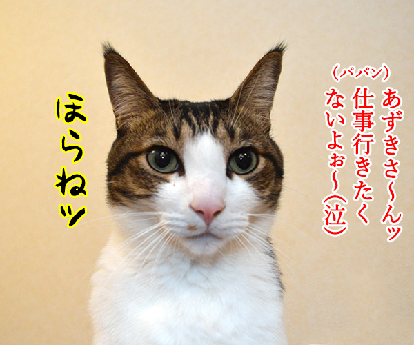 きょうから仕事始めだから　猫の写真で４コマ漫画　２コマ目ッ