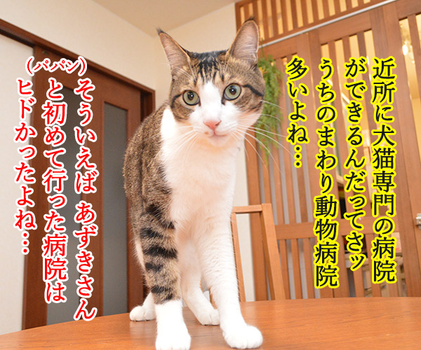 動物病院といえば想い出す　猫の写真で４コマ漫画　１コマ目ッ