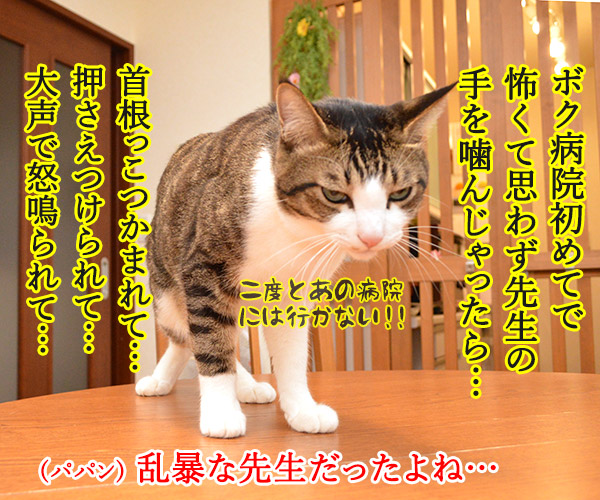 動物病院といえば想い出す　猫の写真で４コマ漫画　２コマ目ッ