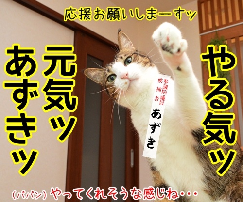 あずだいは参院選に立候補しますッ　猫の写真で４コマ漫画　２コマ目ッ