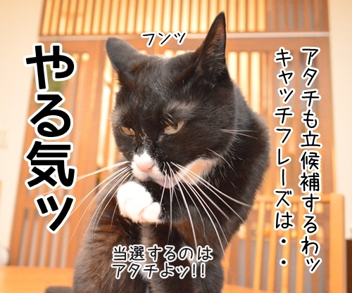 あずだいは参院選に立候補しますッ　猫の写真で４コマ漫画　３コマ目ッ