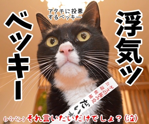 あずだいは参院選に立候補しますッ　猫の写真で４コマ漫画　４コマ目ッ