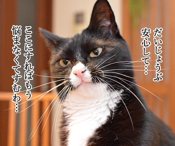 初詣はどこがいいかしら？　猫の写真で４コマ漫画　３コマ目ッ