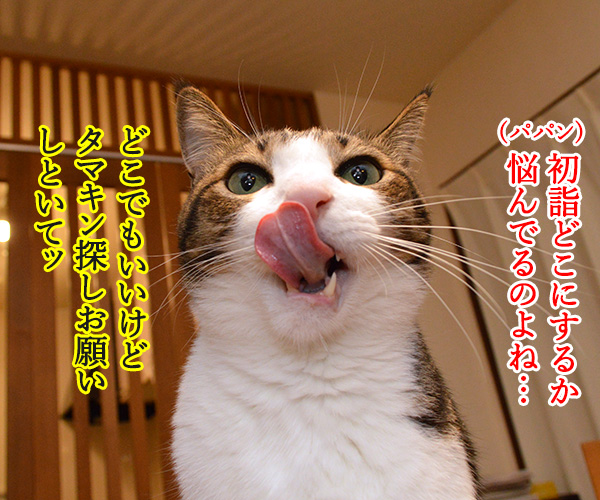 初詣はどこがいいかしら？　猫の写真で４コマ漫画　２コマ目ッ