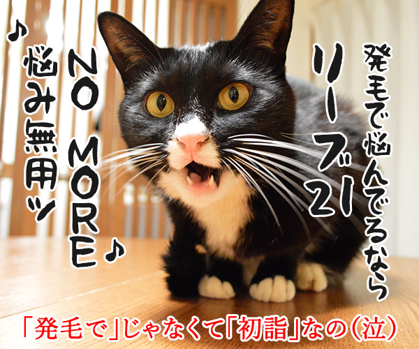 初詣はどこがいいかしら？　猫の写真で４コマ漫画　４コマ目ッ