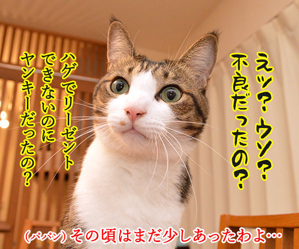 パパンの成人式は……　猫の写真で４コマ漫画　３コマ目ッ