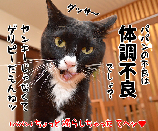 パパンの成人式は……　猫の写真で４コマ漫画　４コマ目ッ