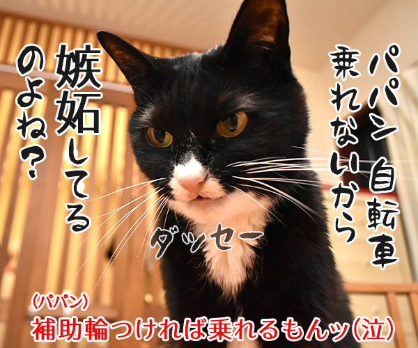 ツール・ド・フランスのヒト　猫の写真で４コマ漫画　４コマ目ッ