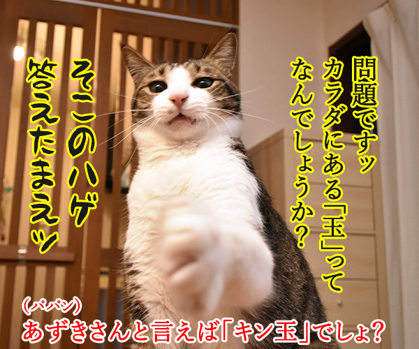 そこのハゲ、答えたまえ　猫の写真で４コマ漫画　１コマ目ッ