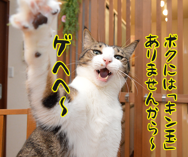 そこのハゲ、答えたまえ　猫の写真で４コマ漫画　３コマ目ッ