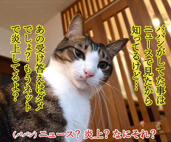 えッ！？パパンが帰ってきた……　猫の写真で４コマ漫画　３コマ目ッ