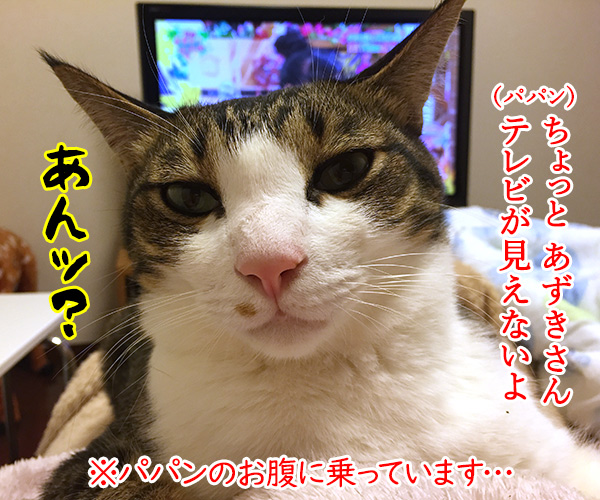 テレビが見えないから　猫の写真で４コマ漫画　１コマ目ッ