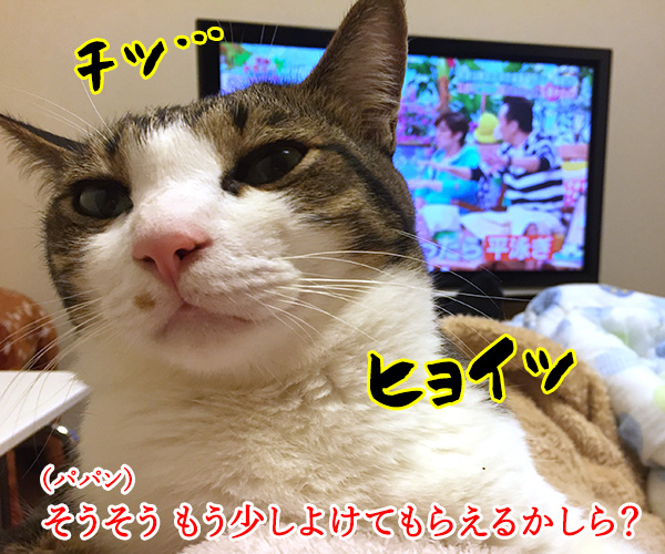 テレビが見えないから　猫の写真で４コマ漫画　２コマ目ッ