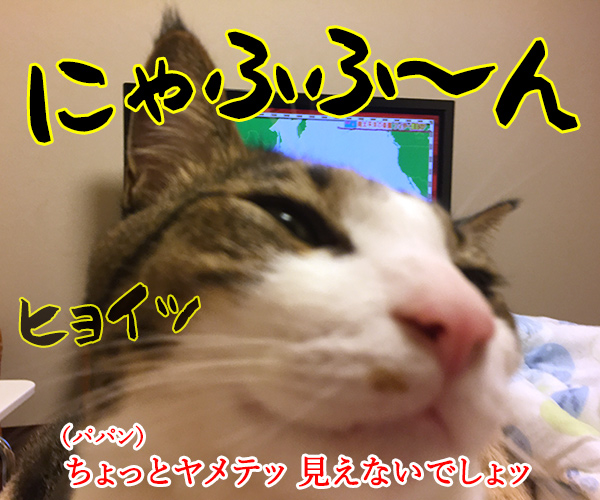 テレビが見えないから　猫の写真で４コマ漫画　３コマ目ッ