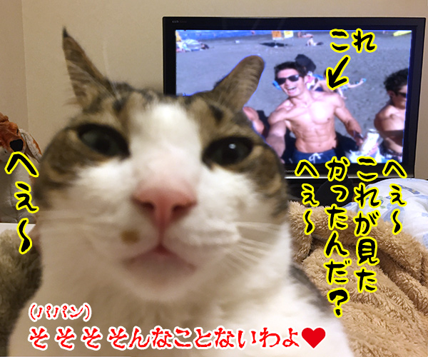 テレビが見えないから　猫の写真で４コマ漫画　４コマ目ッ