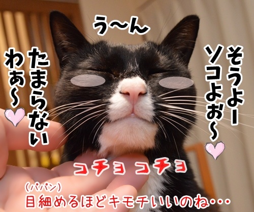 そこのハゲ、コチョりなさいッ　猫の写真で４コマ漫画　２コマ目ッ