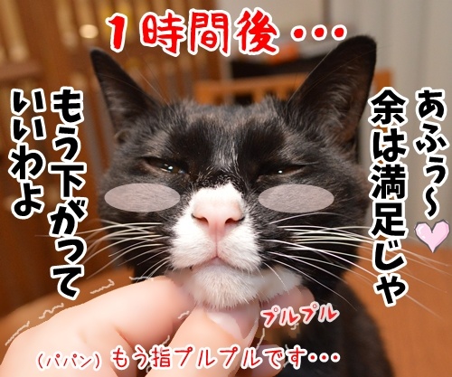 そこのハゲ、コチョりなさいッ　猫の写真で４コマ漫画　３コマ目ッ