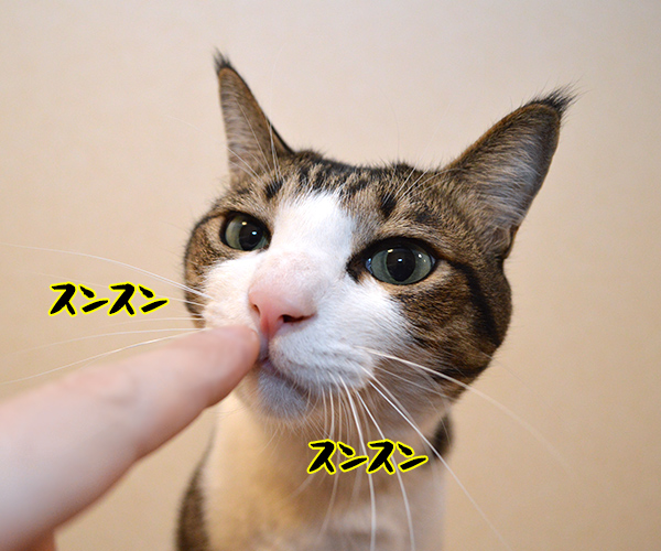 きょうは「ニオイの日」なんですってッ　猫の写真で４コマ漫画　１コマ目ッ