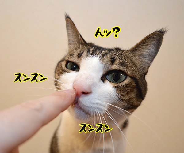 きょうは「ニオイの日」なんですってッ　猫の写真で４コマ漫画　３コマ目ッ