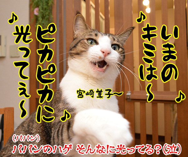 パパンを見るとあのＣＭを思い出す　猫の写真で４コマ漫画　４コマ目ッ