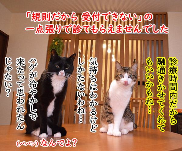 病院にいったけど　猫の写真で４コマ漫画　３コマ目ッ