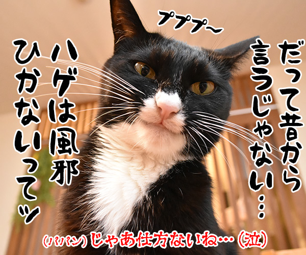 病院にいったけど　猫の写真で４コマ漫画　４コマ目ッ